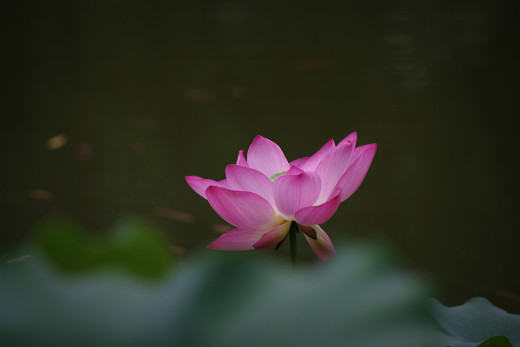 1015880 (a): :2000x1334